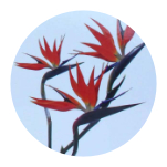 BIRD OF PARADISE